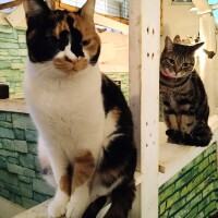 猫カフェ🐾