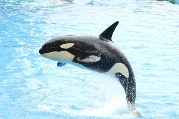 こんにちは🐳✨