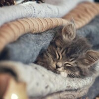 ありがとうございました