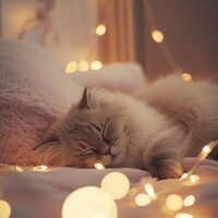 ありがとうございました🐱