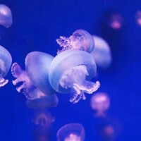 おはようございます🪼✨