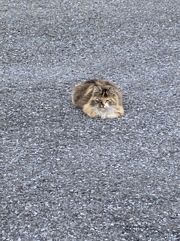 おはようございます☀️