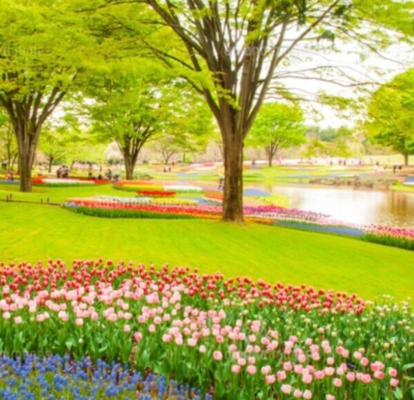 ✨🪷2月27日🪷✨