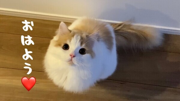 ✨おはようございます✨