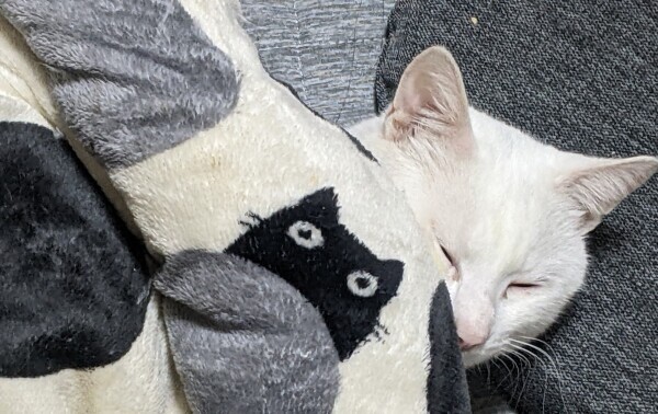 本日は少しゆっくりの出勤です。