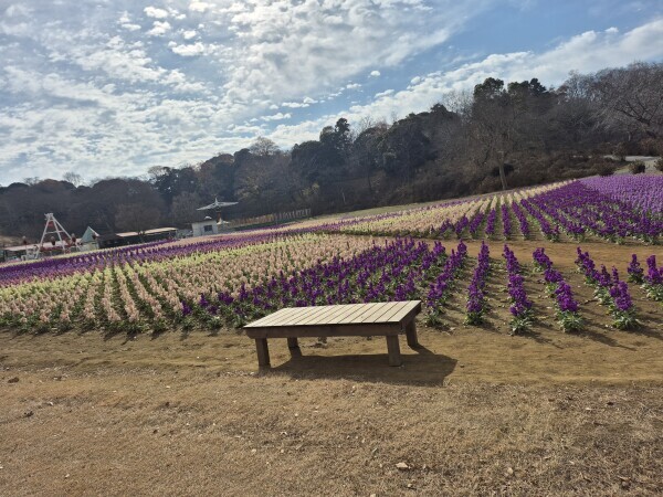 ✨🪷お散歩🪷✨