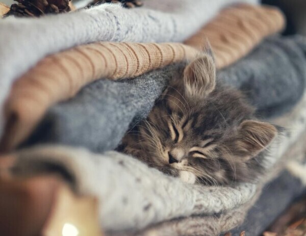 ありがとうございました