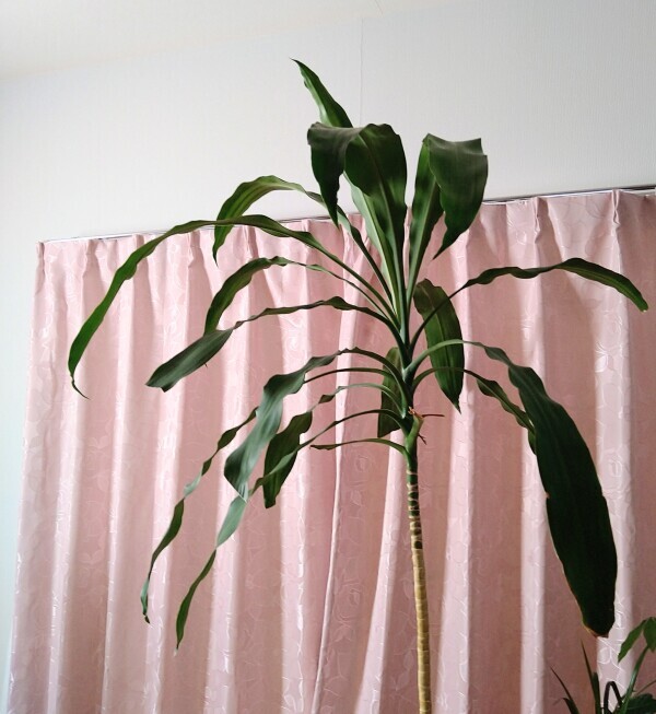 行って来ます🚘