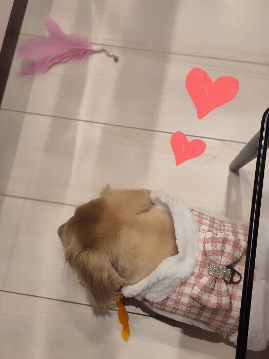 ✨🪷冬服🪷✨