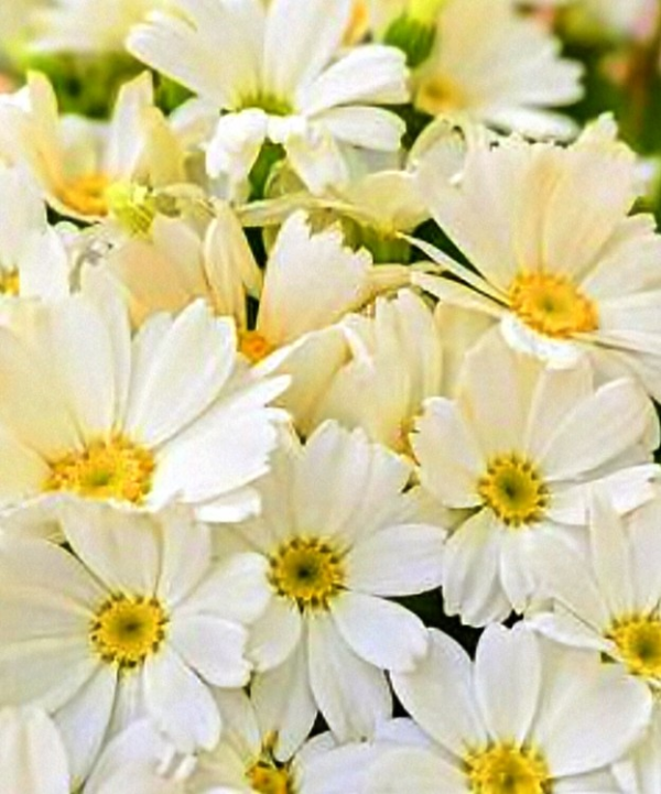 来週の出勤予定✨