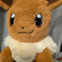 おうちにイーブイ