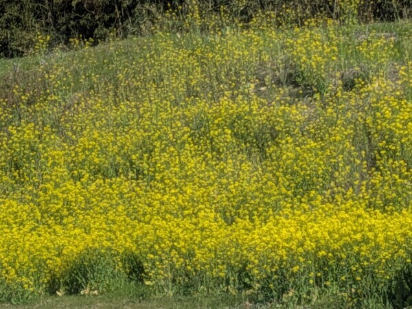 あっ、、、、事故や。