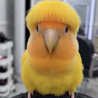 おはよꕤ︎︎·͜·