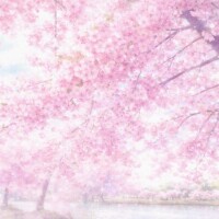 児島湖の花回廊🌸