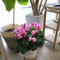 髪を切りました✂️