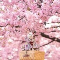 🌸おはようございます🌸