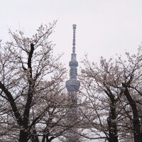 お花見できました🌸🥰