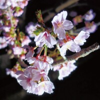 おはようございます