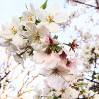 桜散っちゃうかな🙄🌸