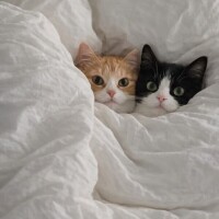 ありがとうございました🐰