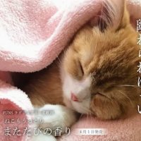 猫もうっとり