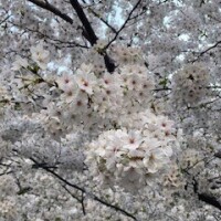 本日おやすみ🎀