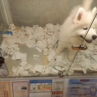 ペットショップ🐺😸