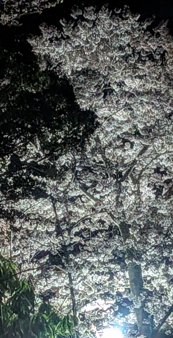 夜桜🌸