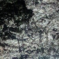 夜桜🌸