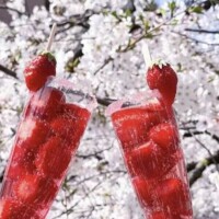 ✨🪷4月4日🪷✨