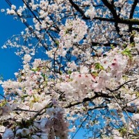 おやすみなさい