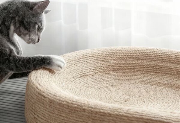 🐈‍⬛🐾