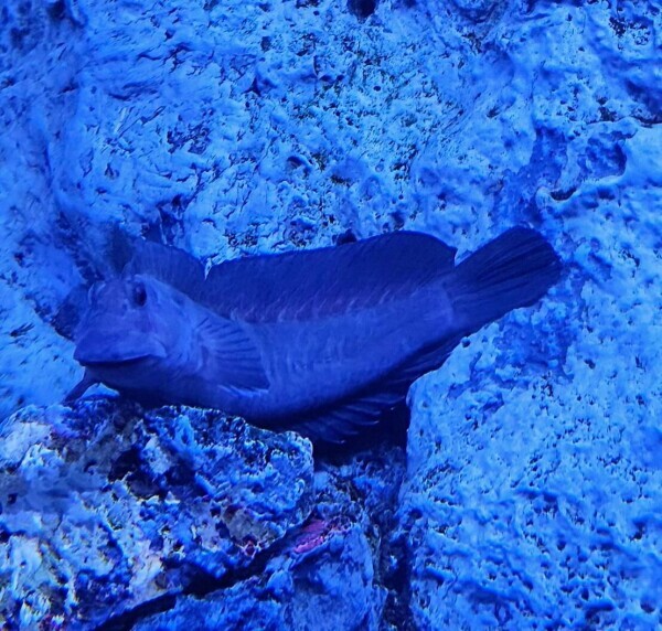 岩で休憩中🐡