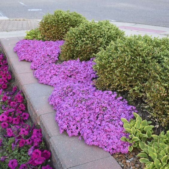 🌸