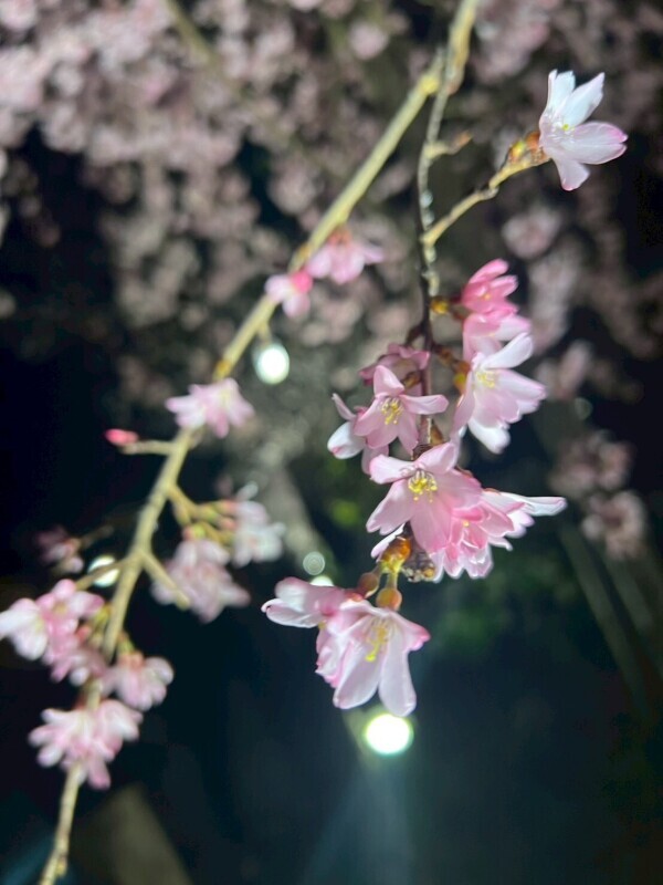 水曜はお休みです🌼