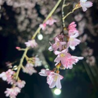 水曜はお休みです🌼