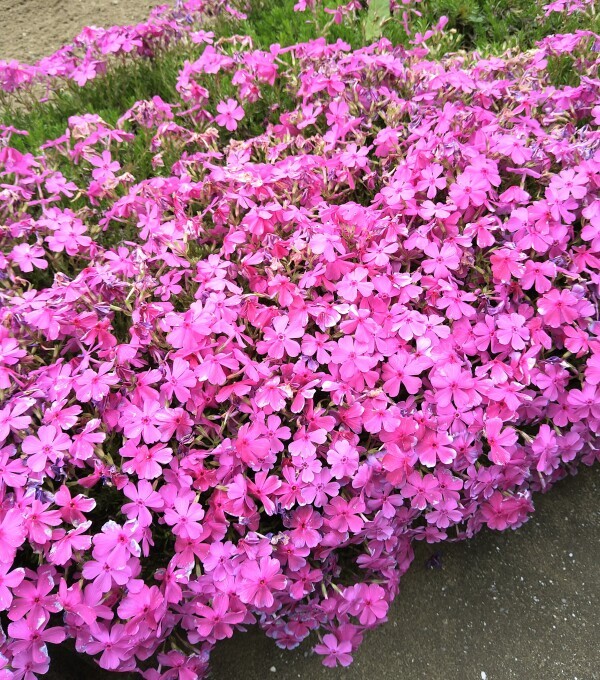 お疲れさまです✨