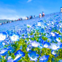 ネモフィラ満開✨