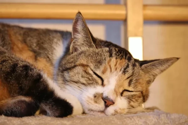 ✨おはようございます✨