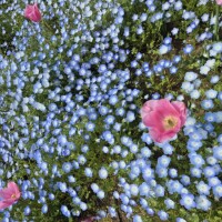 ✨🪷4月18日🪷✨