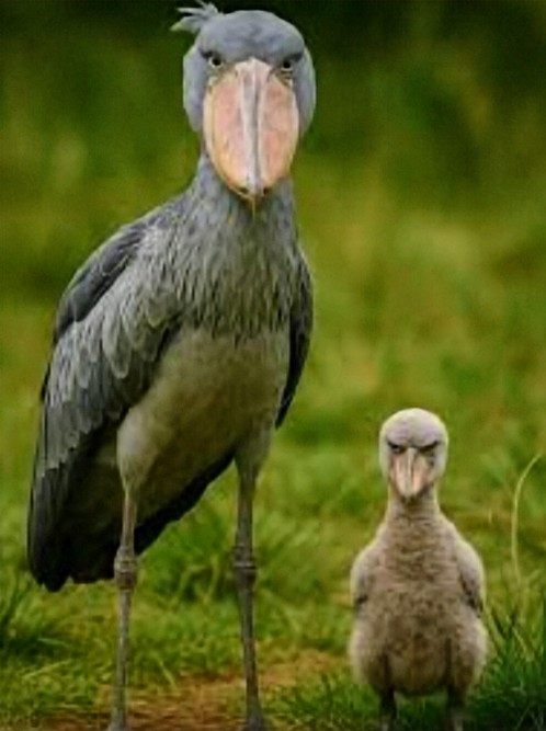 推し鳥🦤