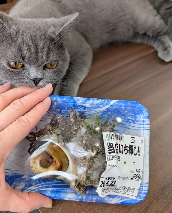 出勤です