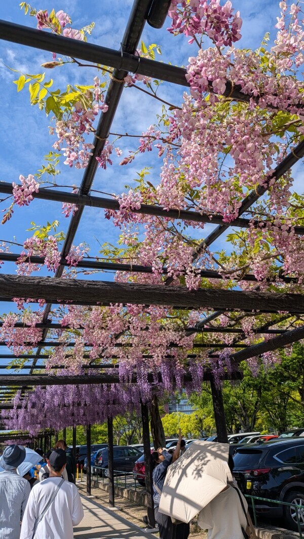 🌷🌼🪻
