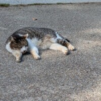 🐱
