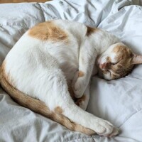 二度寝します〜