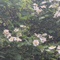 野ばらの香り〜