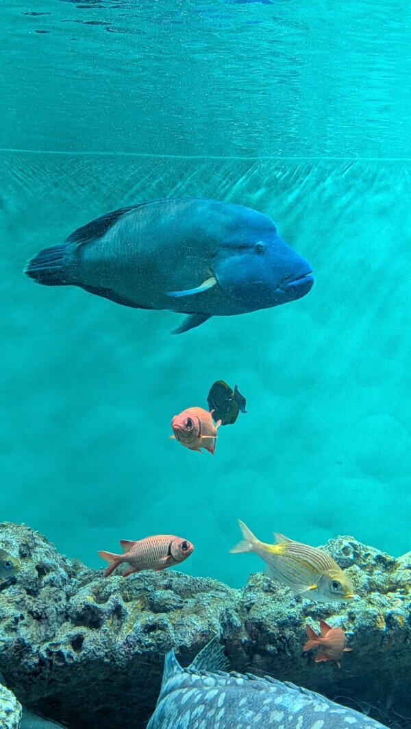 魚🐟