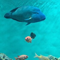 魚🐟