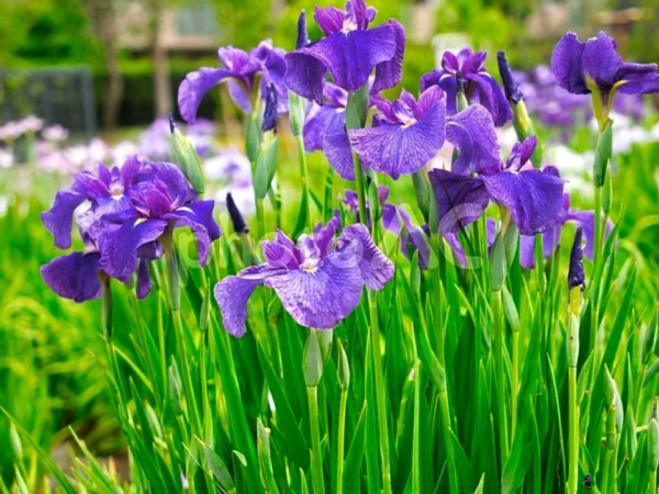 菖蒲湯