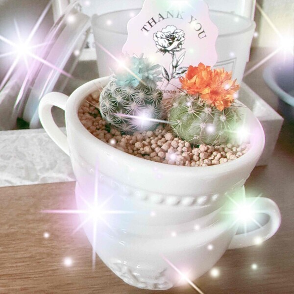 cactus*°